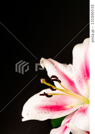 ピンクの百合の花を黒背景で撮影27 ピンクの百合の花を黒背景で撮影27 135890538