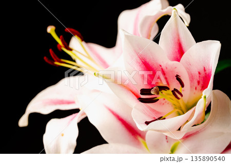 ピンクの百合の花を黒背景で撮影29 135890540