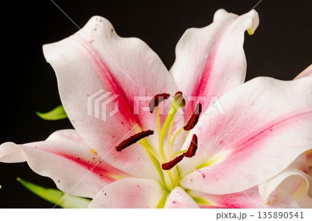 ピンクの百合の花を黒背景で撮影30 135890541