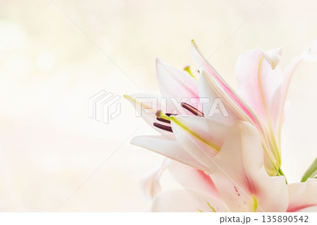 ピンクの百合の花を窓辺で撮影26 135890542