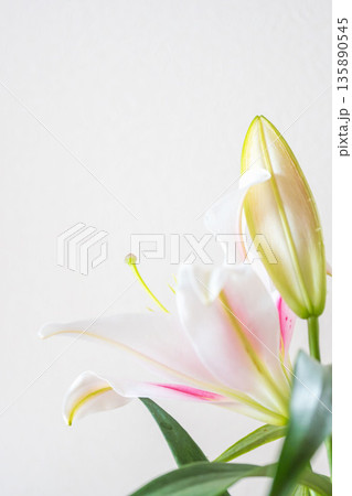 ピンクの百合の花を白背景で撮影03 ピンクの百合の花を白背景で撮影03 135890545