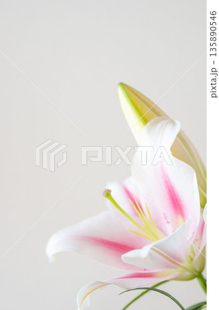 ピンクの百合の花を白背景で撮影04 135890546