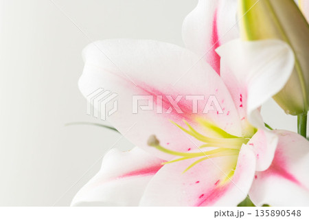ピンクの百合の花を白背景で撮影07 135890548