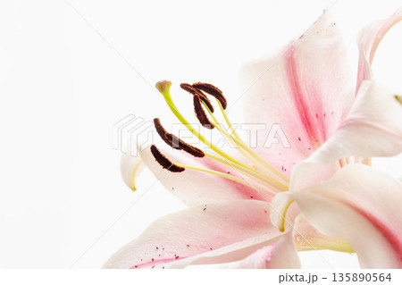 ピンクの百合の花を白背景で撮影25 135890564
