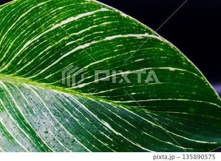 フィロデンドロンバーキンの葉を黒背景でアップ撮影07 135890575