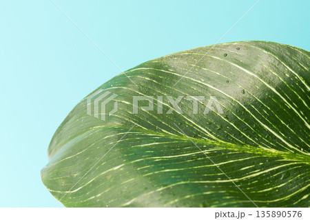 フィロデンドロンバーキンの葉を青背景でアップ撮影01 フィロデンドロンバーキンの葉を青背景でアップ撮影01 135890576