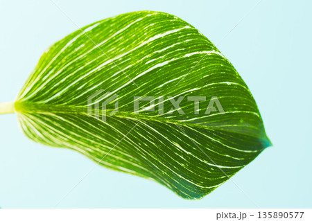 フィロデンドロンバーキンの葉を青背景でアップ撮影02 135890577