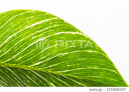 フィロデンドロンバーキンの葉を白背景でアップ撮影13 フィロデンドロンバーキンの葉を白背景でアップ撮影13 135890597