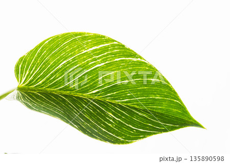 フィロデンドロンバーキンの葉を白背景でアップ撮影14 135890598