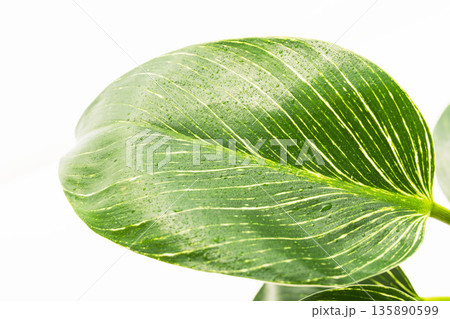 フィロデンドロンバーキンの葉を白背景でアップ撮影15 135890599
