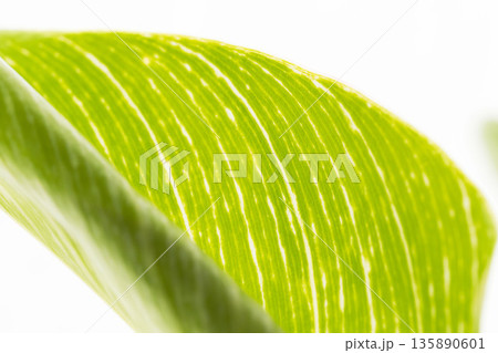 フィロデンドロンバーキンの葉を白背景でアップ撮影17 135890601