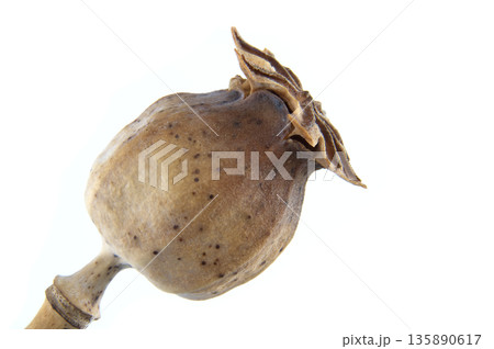 Dried poppy seed head with intricate crown detail against a clean white background Dried poppy seed head with intricate crown detail against a clean white background 135890617