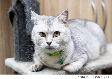 Profile image capturing tranquil silver cat seated on tree with green bell collar in indoor setting Profile image capturing tranquil silver cat seated on tree with green bell collar in indoor setting 135890774