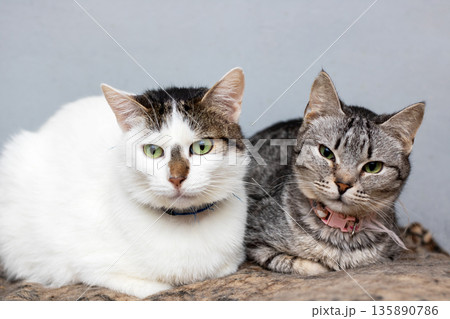 Cats share tender bond, Feline companions relax together displaying mutual affection 135890786