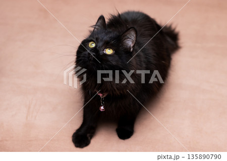 Velvety black fluffy feline gazing at bright illumination including studio background 135890790