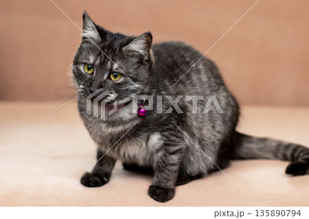 Serene feline scene, Contented pet lounging calmly on soft cushion in cozy home environment 135890794