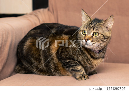 Contented tortoiseshell cat peacefully snoozing in sunny spot on plush cushion at home 135890795