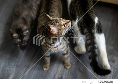 Household feline thoughtfully examines water droplets on its whiskers during relaxed morning moment Household feline thoughtfully examines water droplets on its whiskers during relaxed morning moment 135890801