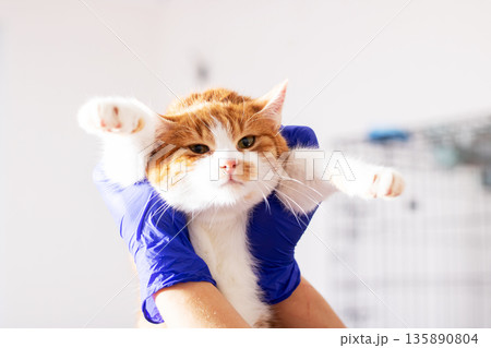 Quick action team performs urgent health evaluation on stressed feline during shelter rescue 135890804
