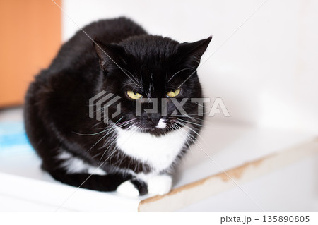 Sleek feline lookout, Silent cat surveys surroundings, Elegant tuxedo cat observes quietly from edge Sleek feline lookout, Silent cat surveys surroundings, Elegant tuxedo cat observes quietly from edge 135890805