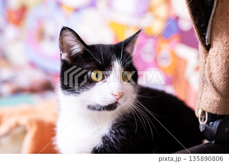 Curious black tuxedo cat with colorful backdrop, wide eyes tracking motion, playful domestic scene Curious black tuxedo cat with colorful backdrop, wide eyes tracking motion, playful domestic scene 135890806