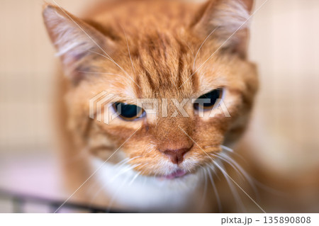 Ambereyed feline awaits loving home, Shelter cat with gentle expression and warm background 135890808