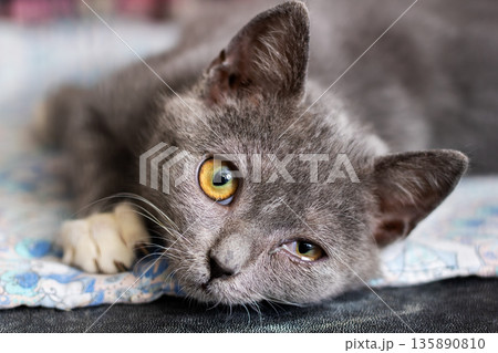Delicate gray kitten lounges comfortably on plush blanket with curious gaze and cozy ambiance 135890810