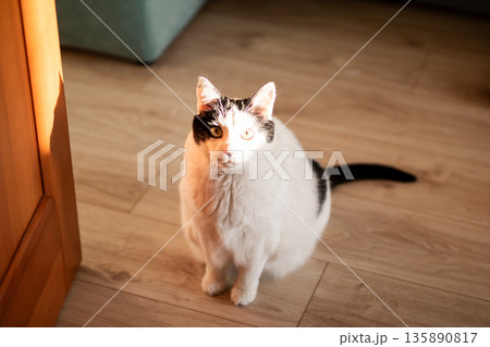 Quiet feline enjoying morning sunlight, Calm tuxedo feline resting on wooden floor peacefully Quiet feline enjoying morning sunlight, Calm tuxedo feline resting on wooden floor peacefully 135890817