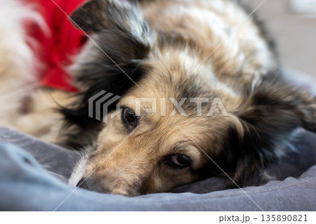 Relaxed dog tranquil, Calm and loyal canine enjoying gentle nap in warm morning light indoors Relaxed dog tranquil, Calm and loyal canine enjoying gentle nap in warm morning light indoors 135890821
