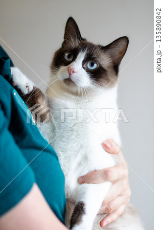 Closeup of loving pet holding, Warm home scene with caring individual and attentive cat Closeup of loving pet holding, Warm home scene with caring individual and attentive cat 135890842