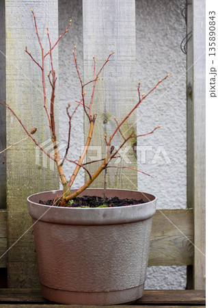 Balcony shrub bathed in winter light, Small potted plant leaning on rustic balcony fence 135890843
