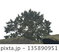 バリの藁葺き屋根と木 135890951