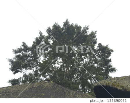 バリの藁葺き屋根と木 135890951