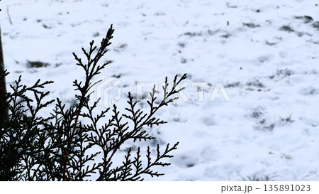 Close-up of evergreen branches against a snowy backdrop. Close-up of evergreen branches against a snowy backdrop. 135891023