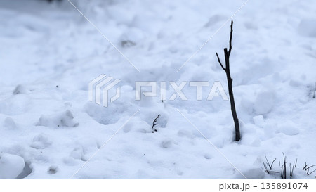A lone stick emerges from a blanket of snow. A lone stick emerges from a blanket of snow. 135891074