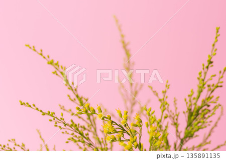 ソリダゴの黄色の花と蕾をピンク背景でマクロ撮影03 135891135