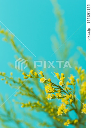 ソリダゴの黄色の花と蕾を青背景でマクロ撮影01 135891136