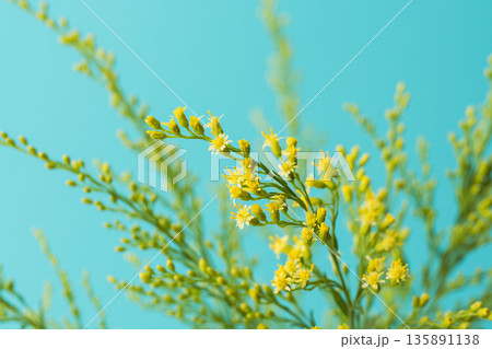 ソリダゴの黄色の花と蕾を青背景でマクロ撮影03 135891138