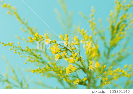 ソリダゴの黄色の花と蕾を青背景でマクロ撮影05 ソリダゴの黄色の花と蕾を青背景でマクロ撮影05 135891140