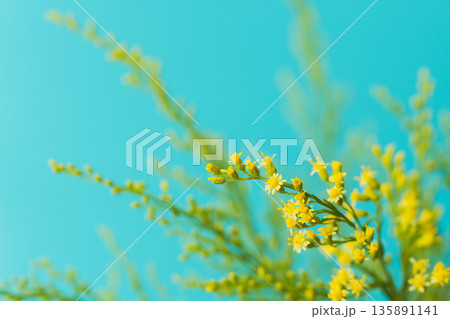 ソリダゴの黄色の花と蕾を青背景でマクロ撮影06 135891141