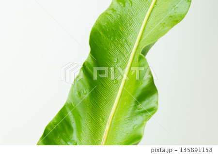 タニワタリの葉を白背景で撮影12 135891158
