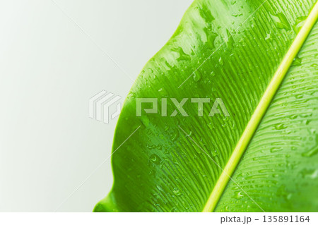 タニワタリの葉を白背景で撮影18 135891164
