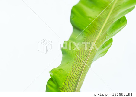 タニワタリの葉を白背景で撮影45 135891191