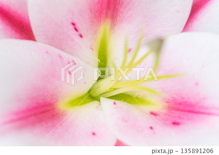 ピンクの百合の花のマクロ背撮影01 135891206