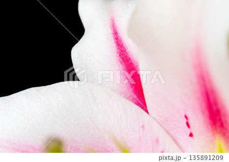 ピンクの百合の花ビラのマクロ背撮影02 135891209