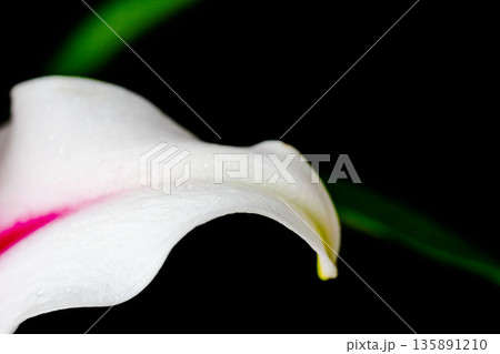 ピンクの百合の花ビラのマクロ背撮影03 135891210