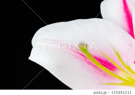 ピンクの百合の花ビラのマクロ背撮影04 135891211