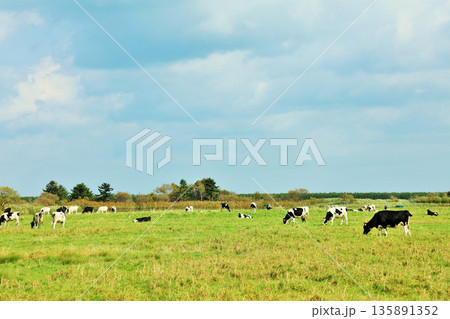 北海道　夏の青空と牧場の牛たち 135891352