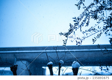 静かに雪が降る青い冬の庭 135891675