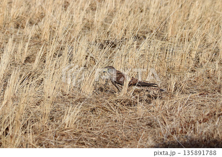 田んぼの中で、獲物を探すチョウゲンボウ 田んぼの中で、獲物を探すチョウゲンボウ 135891788